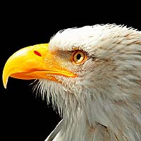 Diurnal Birds of Prey (Accipitriformes)