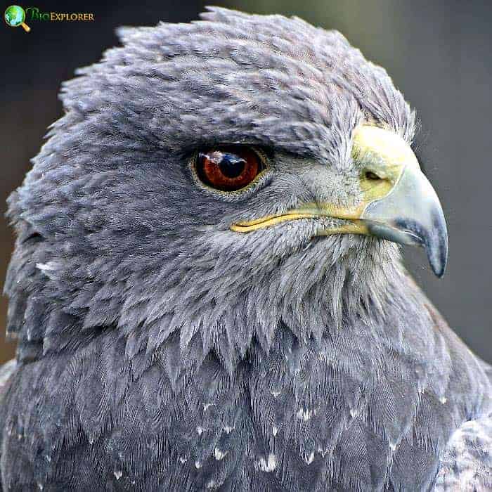 Black-chested Buzzard Eagle Black-chested Buzzard Eagle