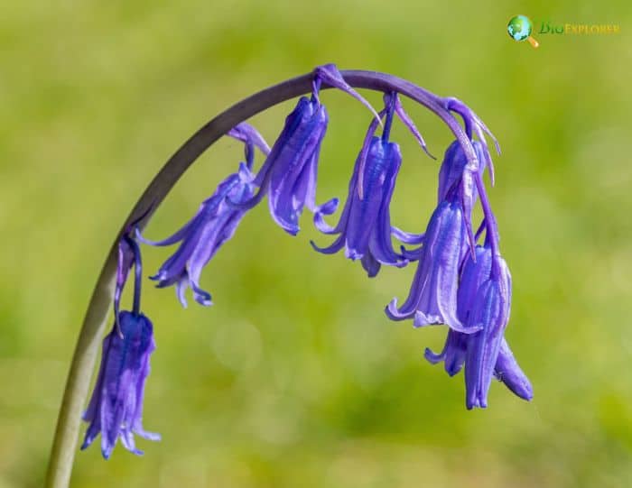 Bluebell Taxonomy and Nomenclature Bluebell Taxonomy and Nomenclature