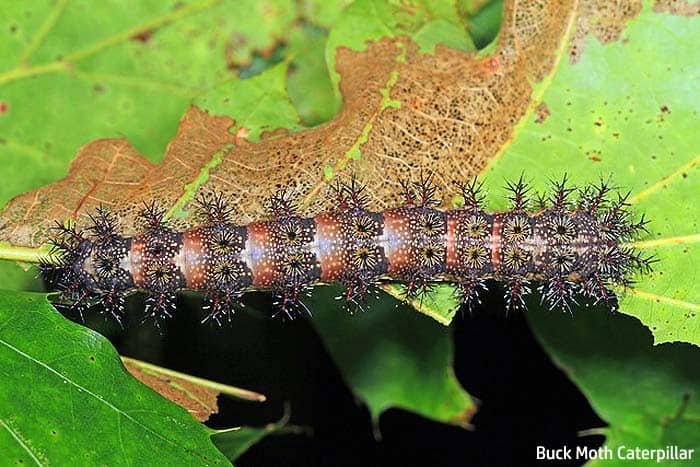 Buck moth caterpillar (Flickr) Buck moth caterpillar (Flickr)