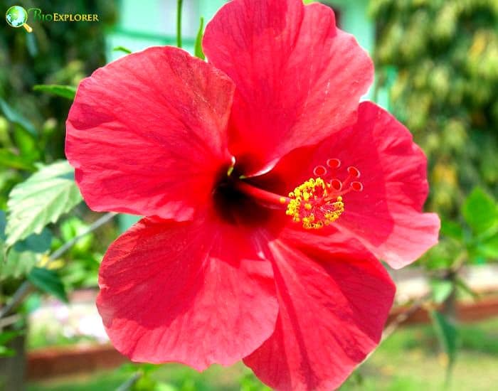 Chinese Hibiscus (Hibiscus Rosa Sinensis) Chinese Hibiscus (Hibiscus Rosa Sinensis)