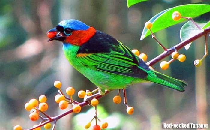 Red-necked tanager perched among berries with bright green body, blue head, and bold red neck and throat