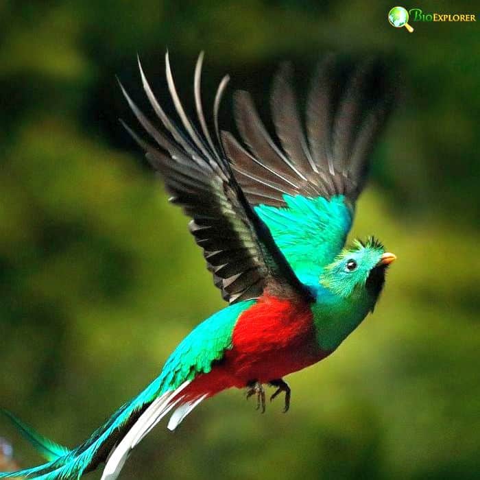 Resplendent Quetzal