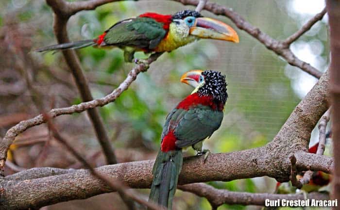 Curl-crested aracari perched on branches showing green body, red chest, black curly crest, and large multicolored bill