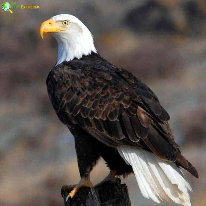 Bald Eagle Bald Eagle