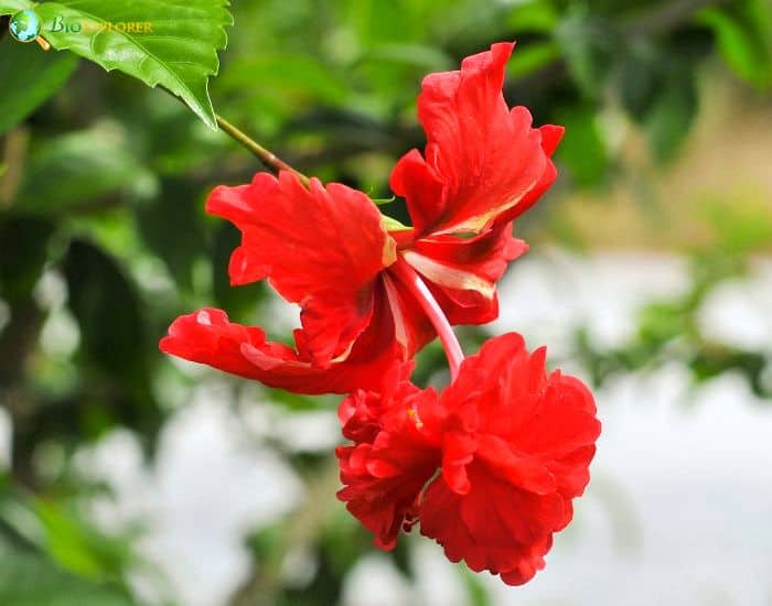 Fringed Hibiscus (Hibiscus Schizopetalus) Fringed Hibiscus (Hibiscus Schizopetalus)