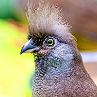 Mousebirds (Coliiformes)