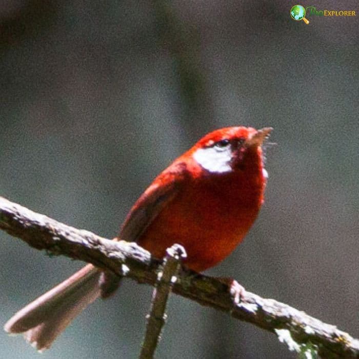 Red Warbler