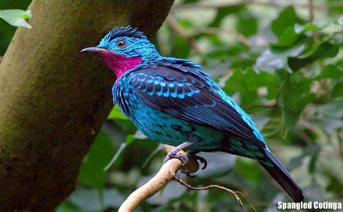 Spangled cotinga perched on a branch showing iridescent blue body, purple throat, and dark wings against green foliage