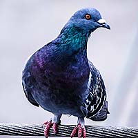 Pigeons and Dodos (Columbiformes)