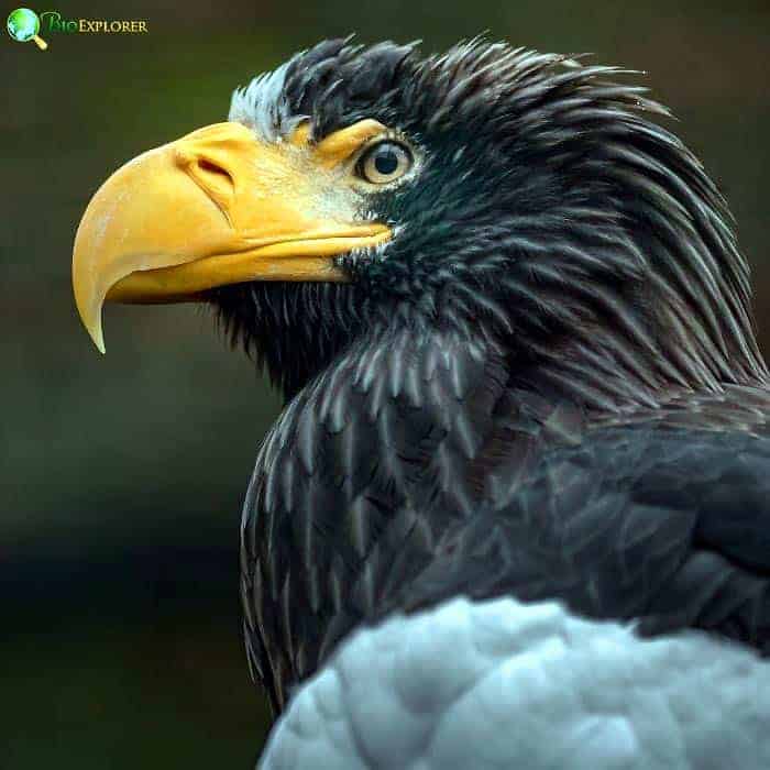 Steller's Sea Eagle Steller's Sea Eagle