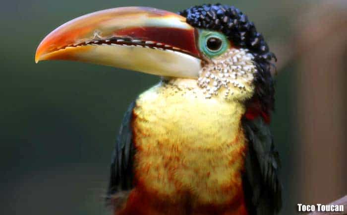 Toco toucan close-up displaying large orange and yellow bill, black head, white throat, and bright chest
