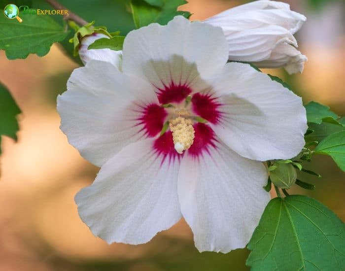 Cotton Rosemallow (Hibiscus Grandiflorus) Cotton Rosemallow (Hibiscus Grandiflorus)