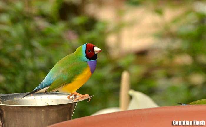 Gouldian finch perched on a feeder showing green back, yellow belly, purple chest, and red face