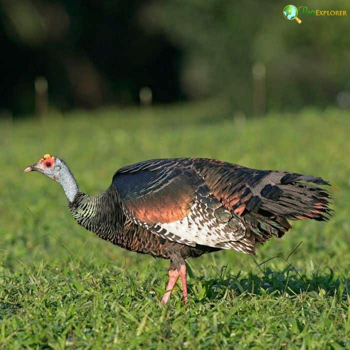 Ocellated Turkey