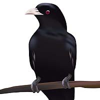 Cuckoos, Roadrunners & Koels (Cuculiformes)