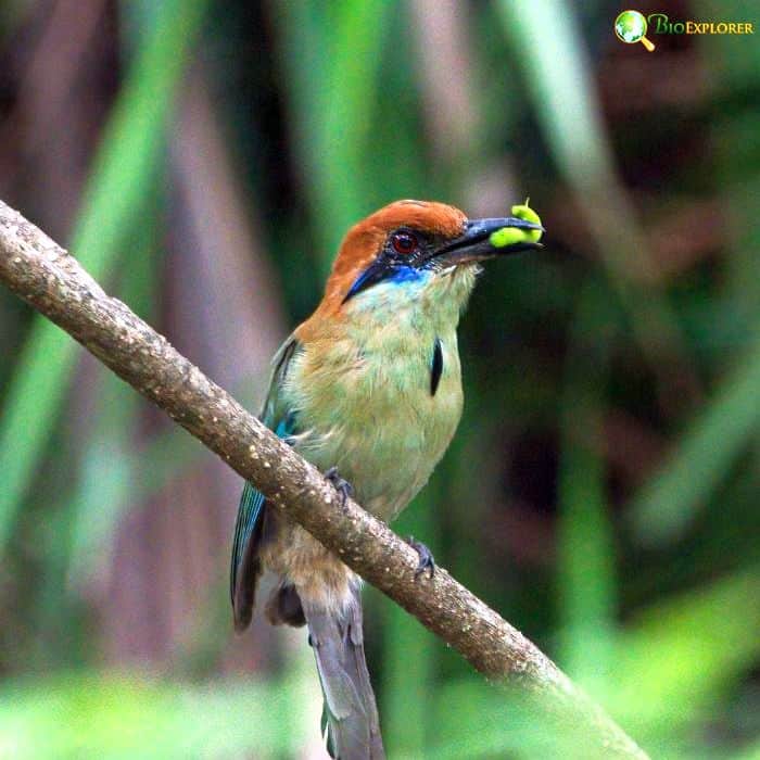 Russet Crowned Motmot