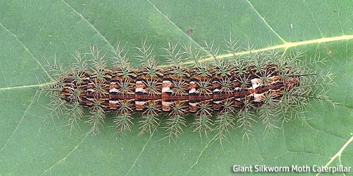 giant silkworm moth caterpillar wiki