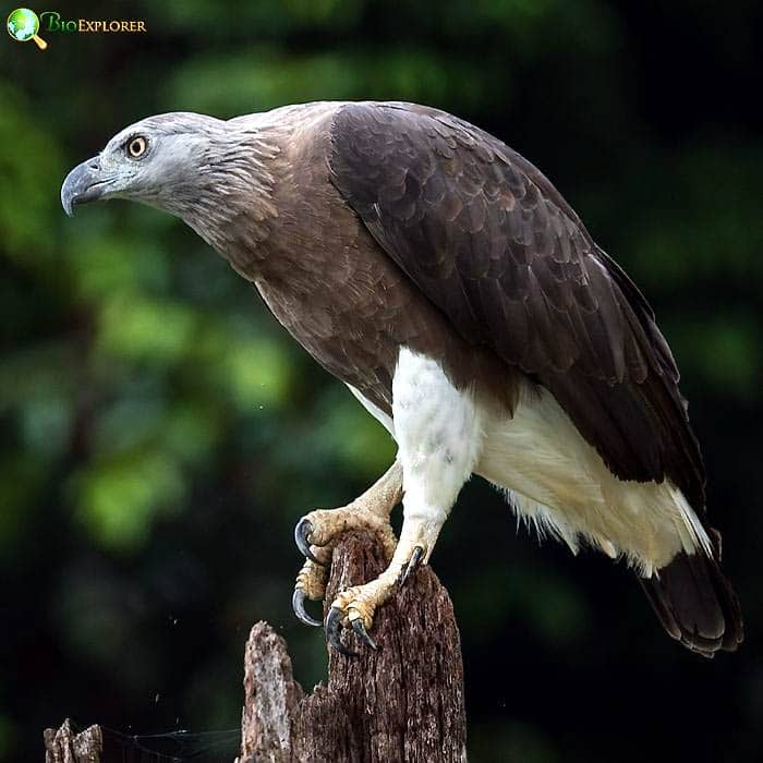 Grey Headed Fish Eagle Grey Headed Fish Eagle