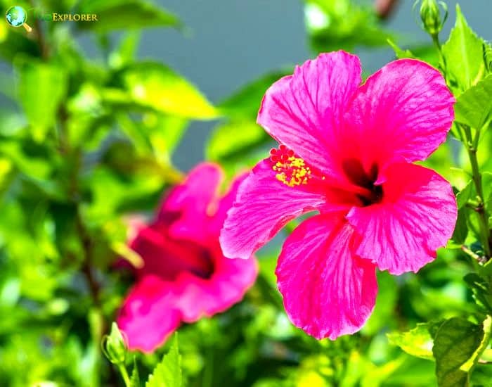 Lindenleaf Rosemallow (Hibiscus Furcellatus) Lindenleaf Rosemallow (Hibiscus Furcellatus)