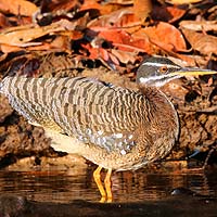Kagus & Sunbitterns (Eurypygiformes)