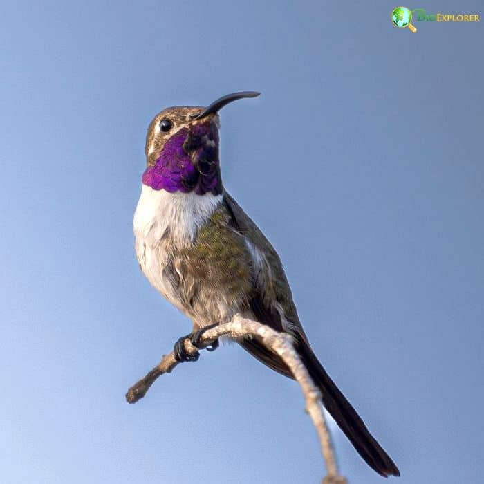 Violet Crowned Hummingbird