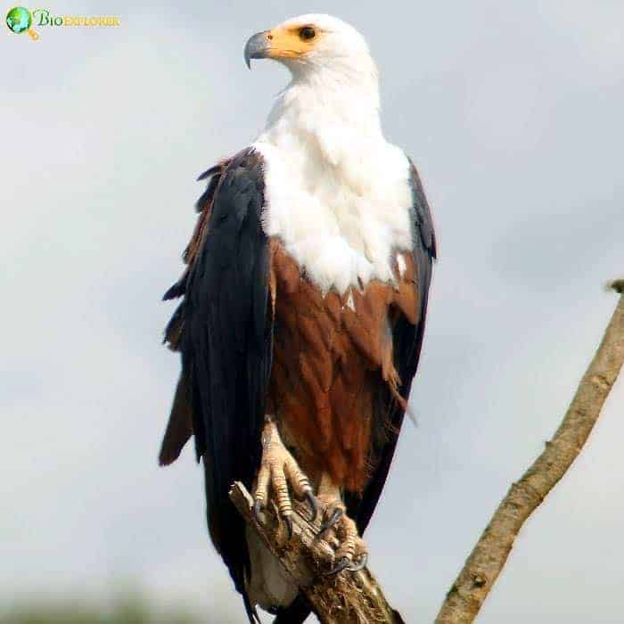 African Fish Eagle African Fish Eagle