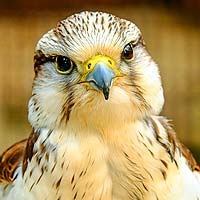 Falcons (Falconiformes)