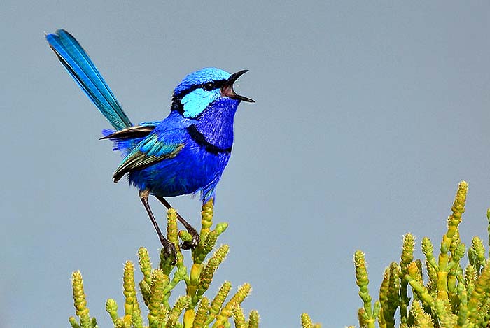 Splendid fairy wren singing from a perch with vivid blue and purple plumage, black markings, and raised tail