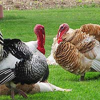 Chickens & Turkeys (Galliformes)