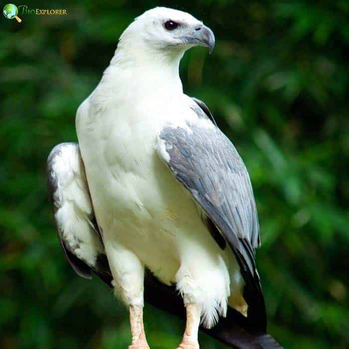 White-bellied Sea Eagle White-bellied Sea Eagle