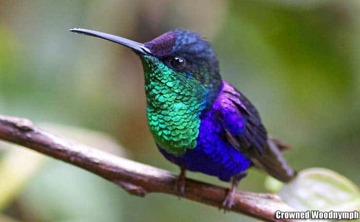 Crowned woodnymph hummingbird perched on a twig showing emerald green throat, deep purple body, and long slender bill