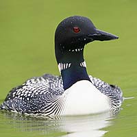 Loons (Gaviiformes)