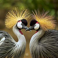Cranes & Rails (Gruiformes)