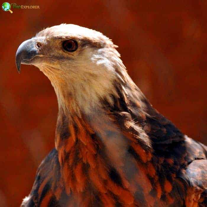 Madagascar Fish Eagle Madagascar Fish Eagle
