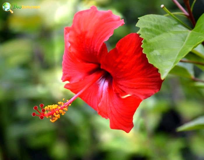 Mahoe (Hibiscus Elatus) Mahoe (Hibiscus Elatus)