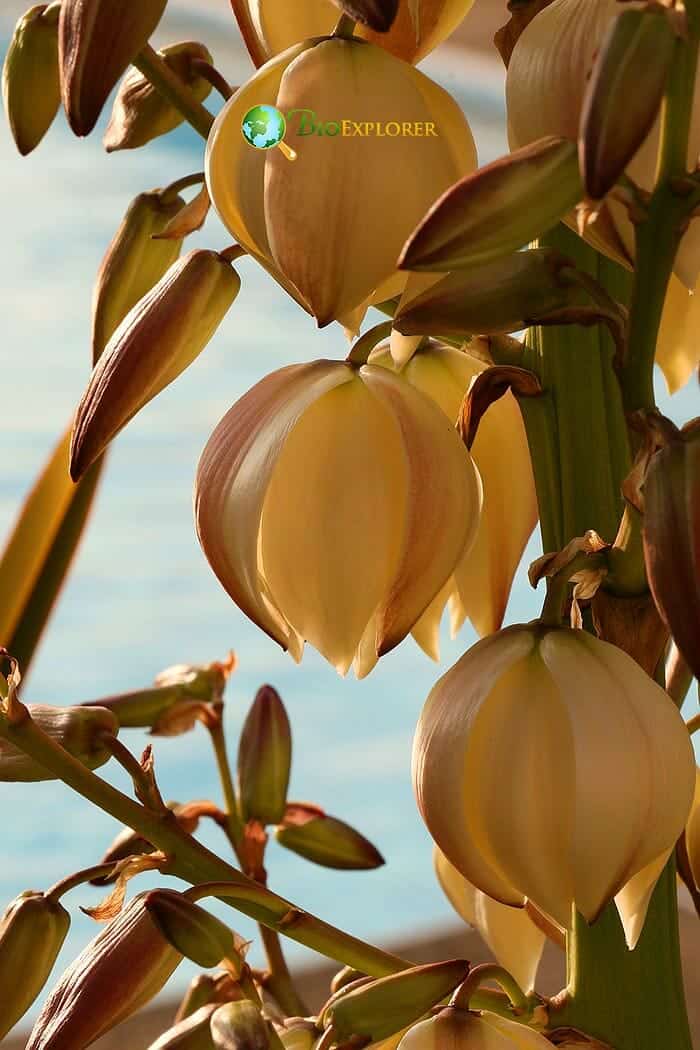 Adam's Needle Adam's Needle