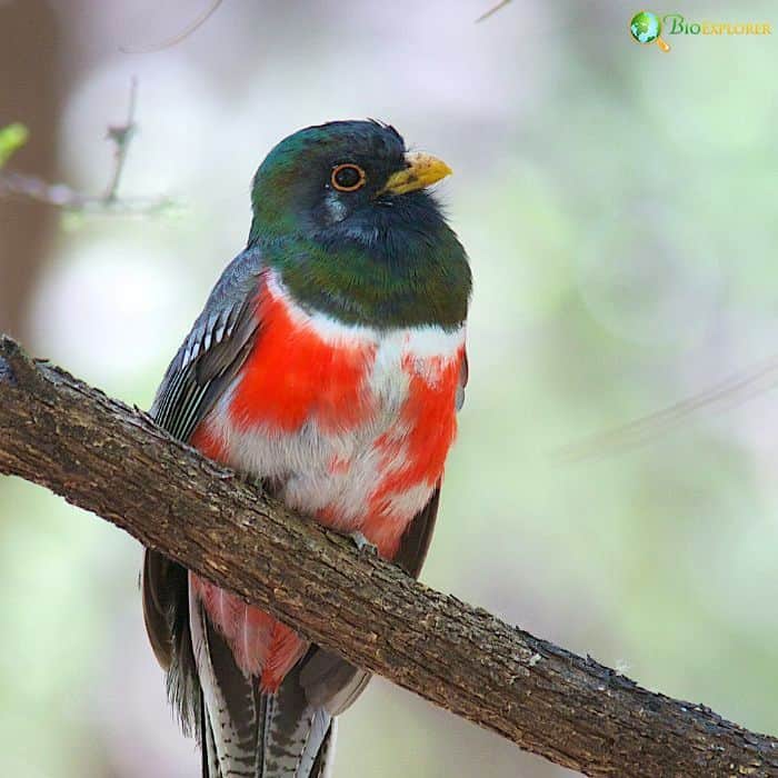 Elegant Trogon