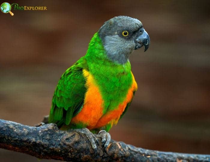 Senegal parrot perched on a branch showing green wings, yellow and orange chest, gray head, and curved black beak