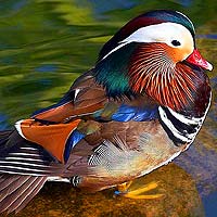 Waterfowl Birds (Anseriformes)
