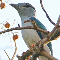 Cuckoo Rollers (Leptosomiformes)