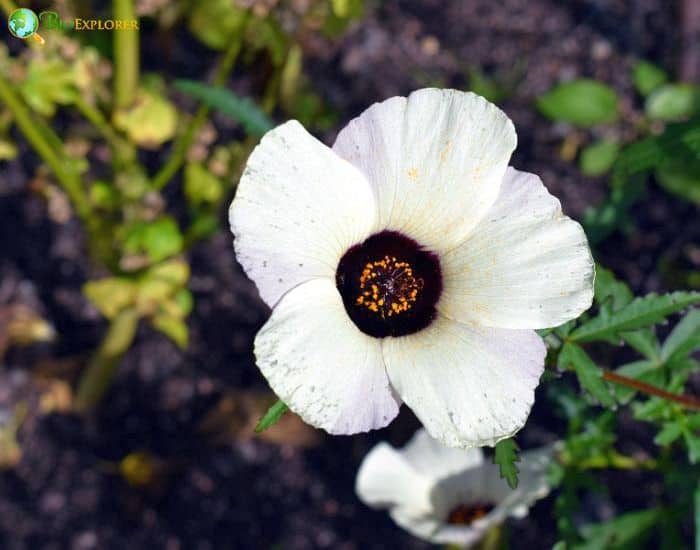 Mallow Cup (Hibiscus Trionum) Mallow Cup (Hibiscus Trionum)
