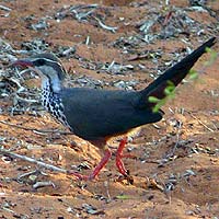 Mesites (Mesitornithiformes)