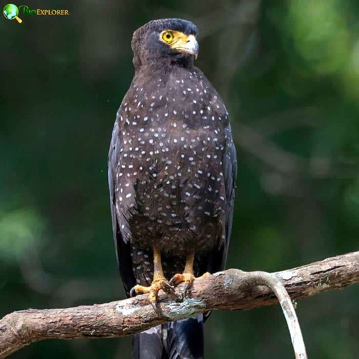 Andaman Serpent Eagle Andaman Serpent Eagle