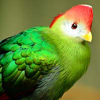 Turacos & Plantain Eaters (Musophagiformes)