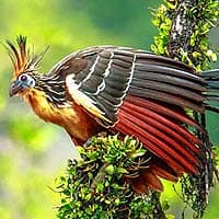 Hoatzins (Opisthocomiformes)