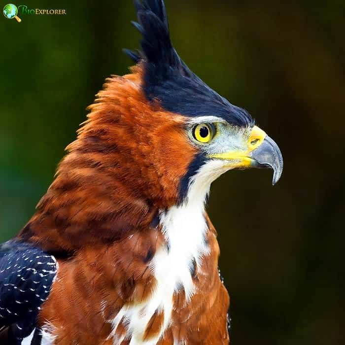 Ornate Hawk Eagle Ornate Hawk Eagle
