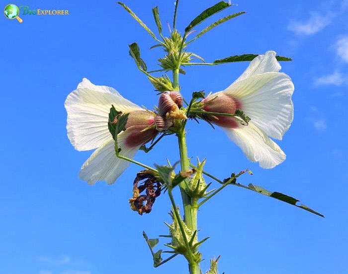 Swamp Hibiscus (Hibiscus Diversifolius) Swamp Hibiscus (Hibiscus Diversifolius)
