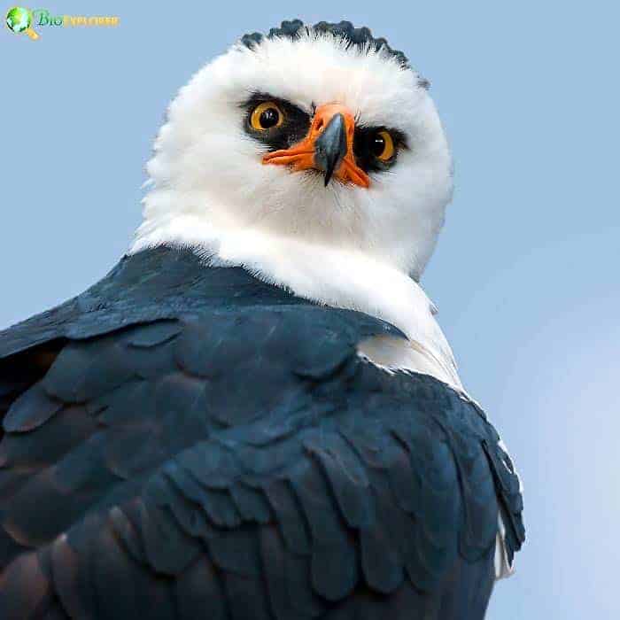 Black and White Hawk Eagle Black and White Hawk Eagle