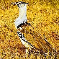 Bustards (Otidiformes)